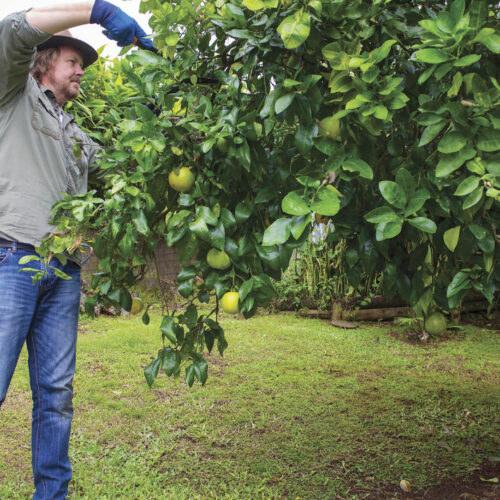 With selective pruning, you can keep any lemon tree compact and productive.